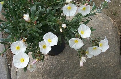 Bush Morning Glory