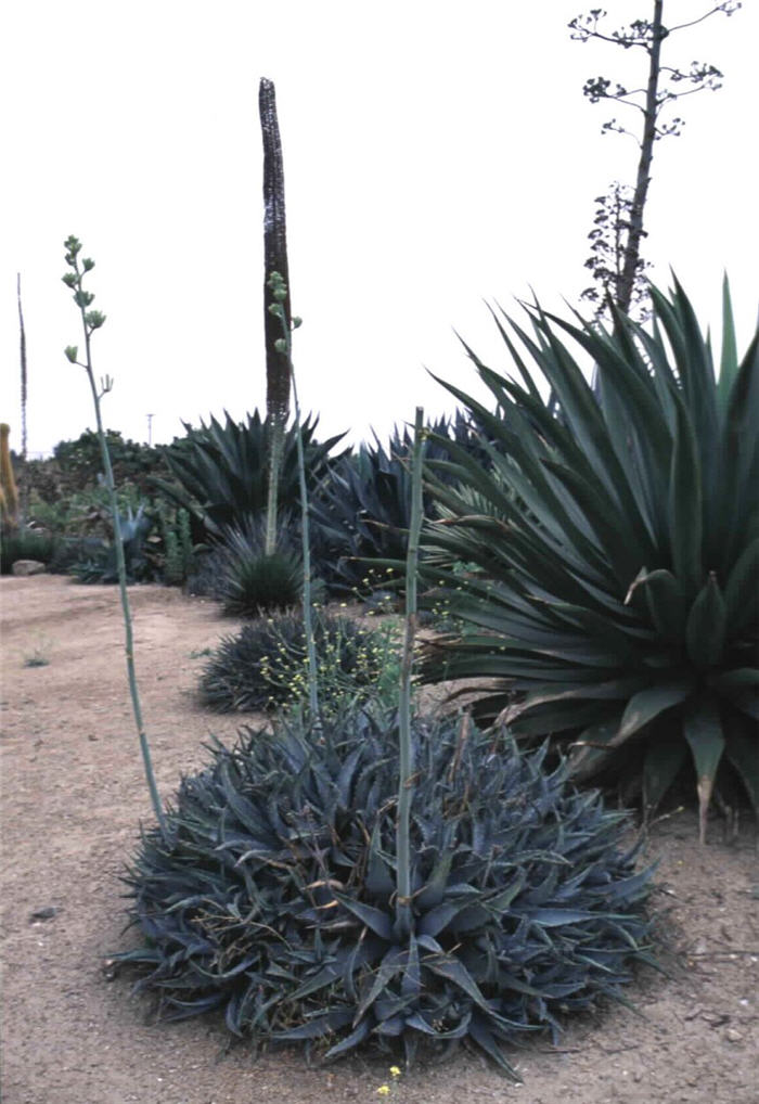 Desert Century Plant