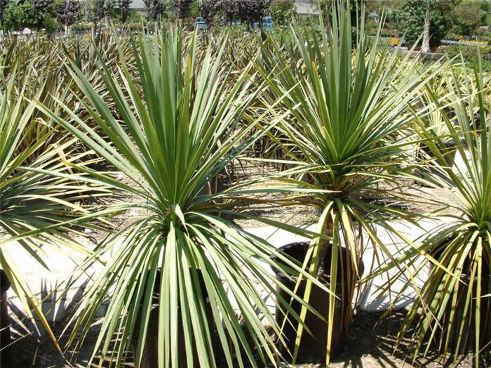 Plant photo of: Cordyline indivisa