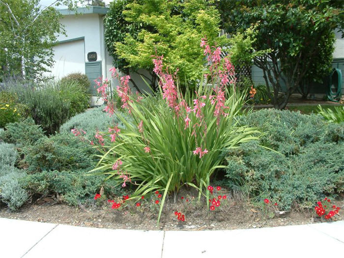 Plant photo of: Watsonia pillansii