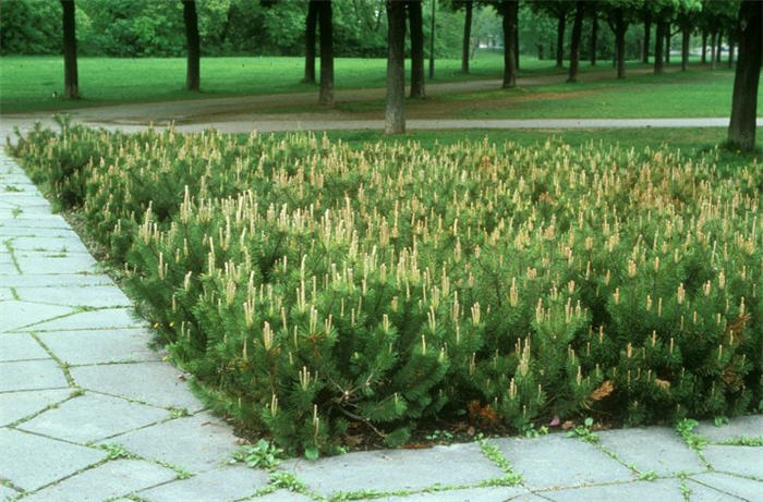 Dwarf Mugho Pine