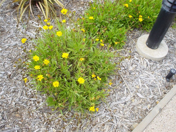 Coreopsis grandilfora 'Goldfink'