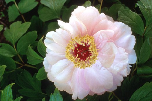 Plant photo of: Paeonia 'Goddess of Mt. E Mei'