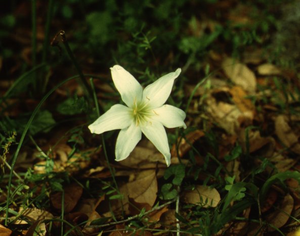 Plant photo of: Zephyranthes atamasco