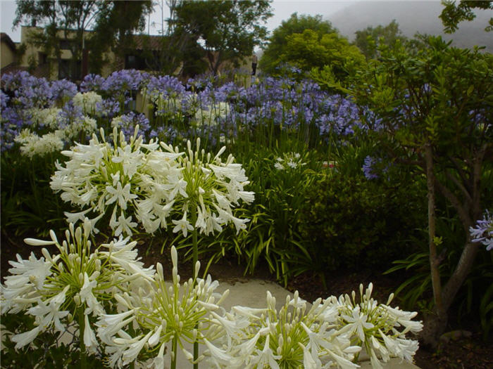 Agapanthus 'White'