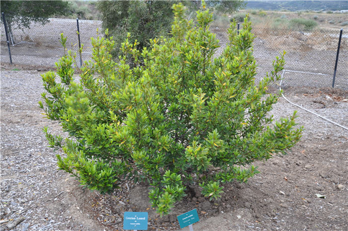 Plant photo of: Laurus nobilis