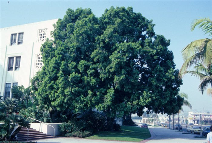 African Fern Pine