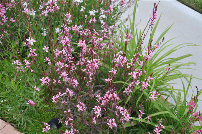 Gaura lindheimeri 'Whirling Butterflies'