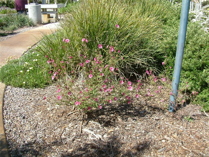 Callirhoe involucrata