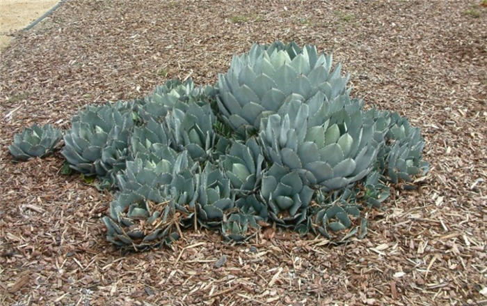 Huachuca Agave, Orange Century Plan