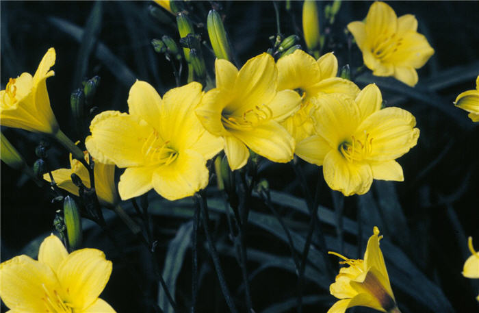 Hemerocallis 'Bitsy'