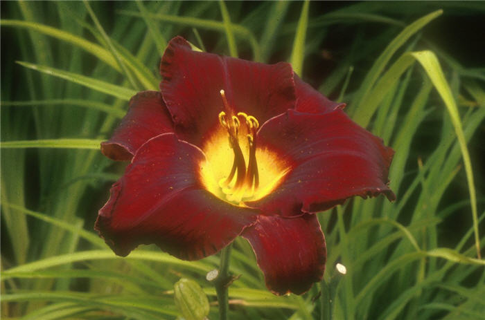 Plant photo of: Hemerocallis 'Acapulco Night'