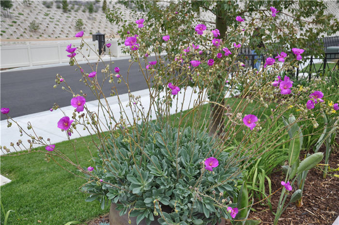 Cistanthe grandiflora