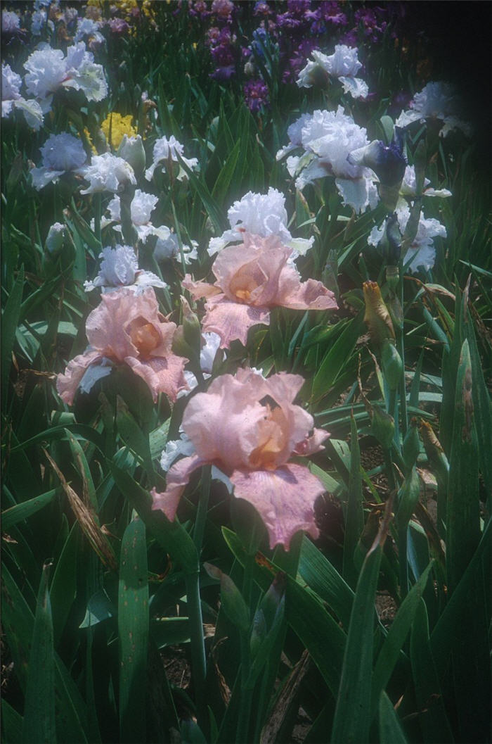 Iris Bearded 'Beverly Sills'