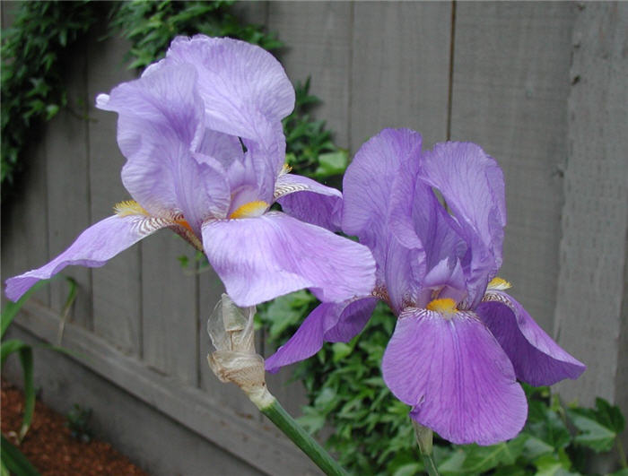 Plant photo of: Iris Bearded 'Breakers'