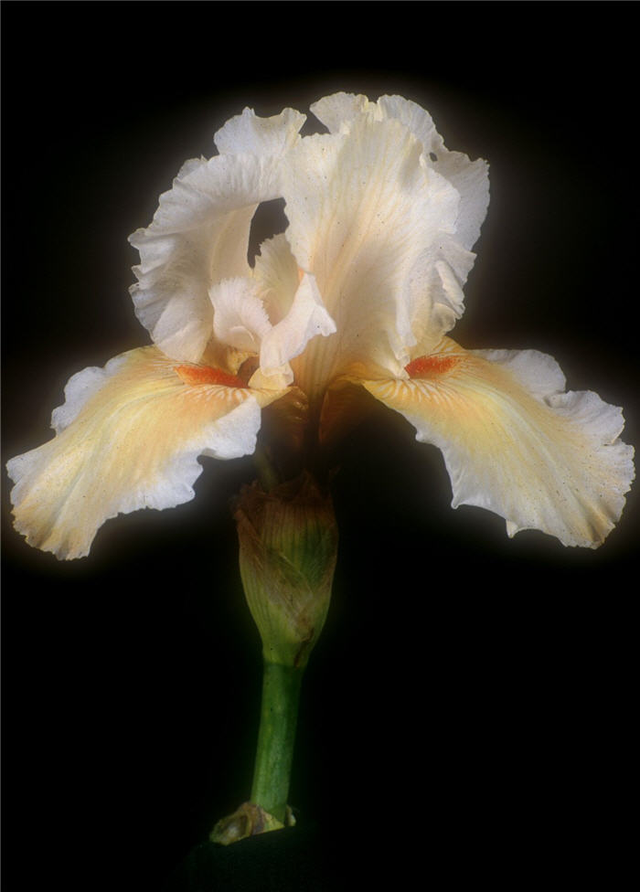 Coral Beauty Bearded Iris