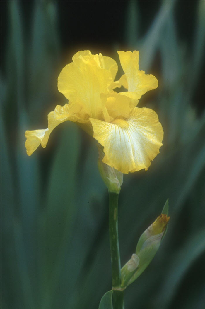 Plant photo of: Iris Bearded 'Light Beam'