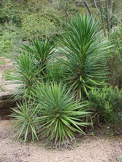 Plant photo of: Yucca aloifolia