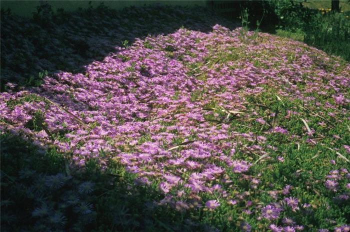 Rose Trailing Ice Plant