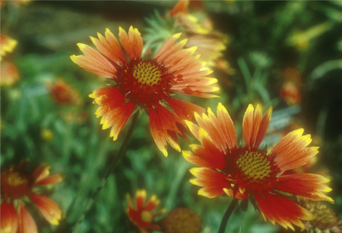 Gaillardia X grandiflora 'Monarch'