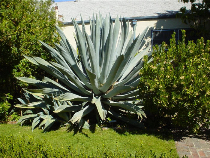 Agave americana