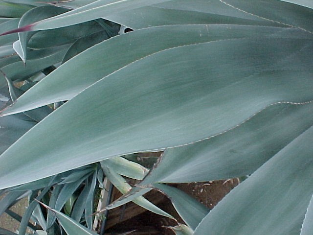 Weber Agave