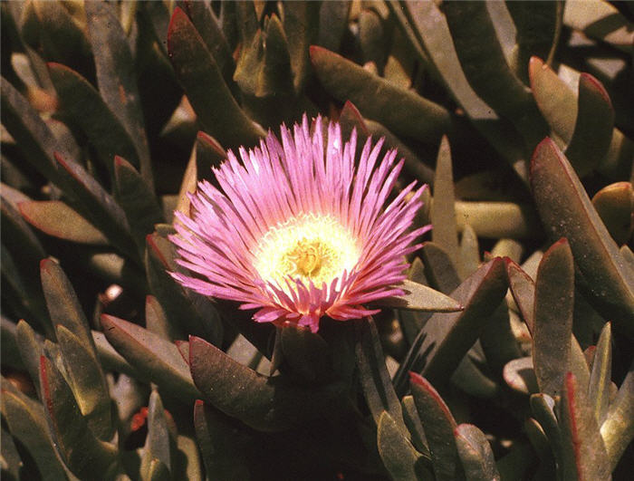 Western Ice Plant