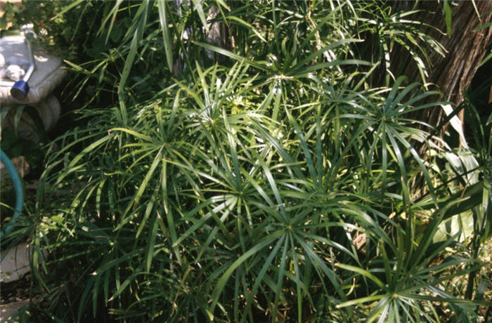 Umbrella Plant, Umbrella Flatsedge