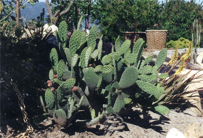 Plant photo of: Opuntia ficus-indica