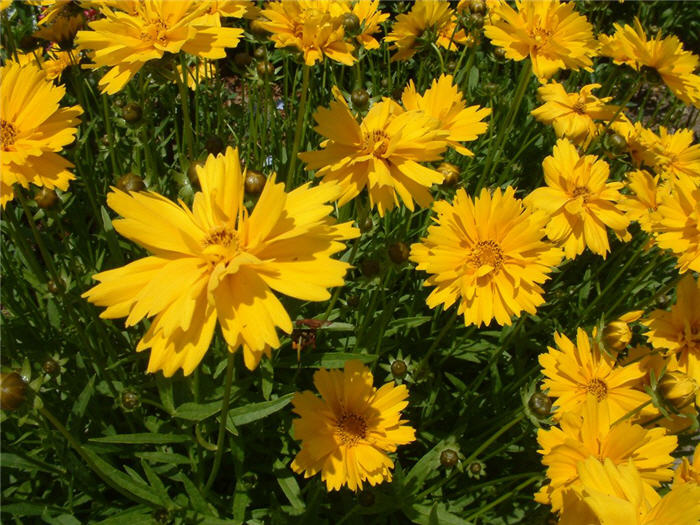 Double Sunburst Coreopsis