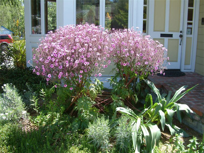 Geranium maderense