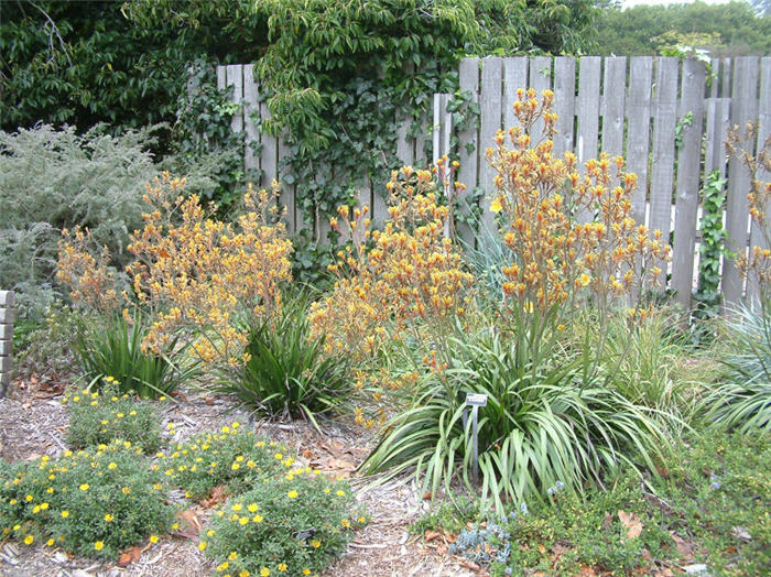 Kangaroo Paws, Green