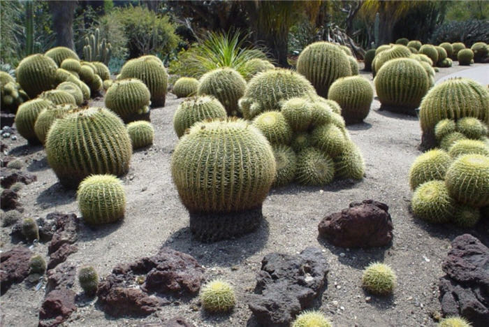 Golden Barrel Cactus