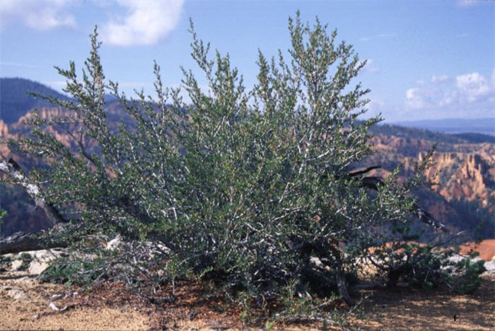 Plant photo of: Cercocarpus ledifolius