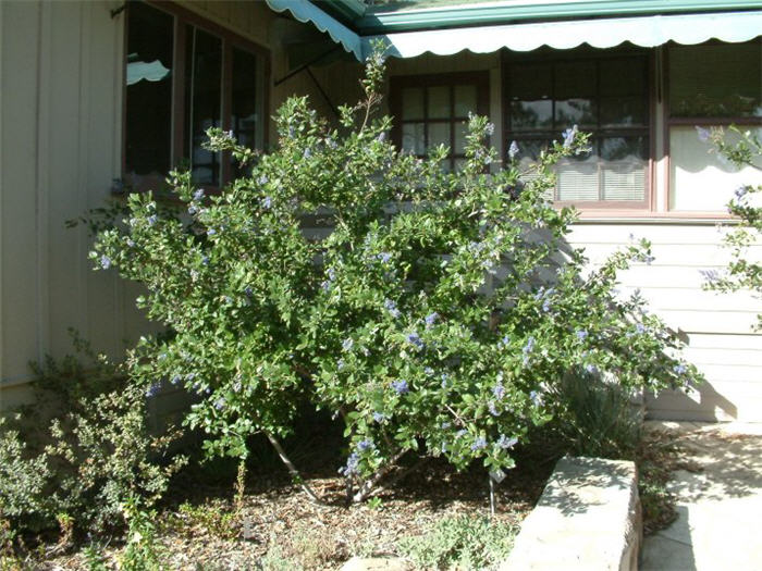 Ceanothus 'Ray Hartman'