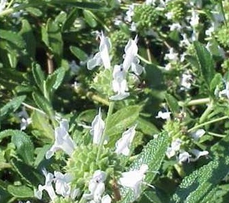 Plant photo of: Salvia mellifera 'Terra Seca'