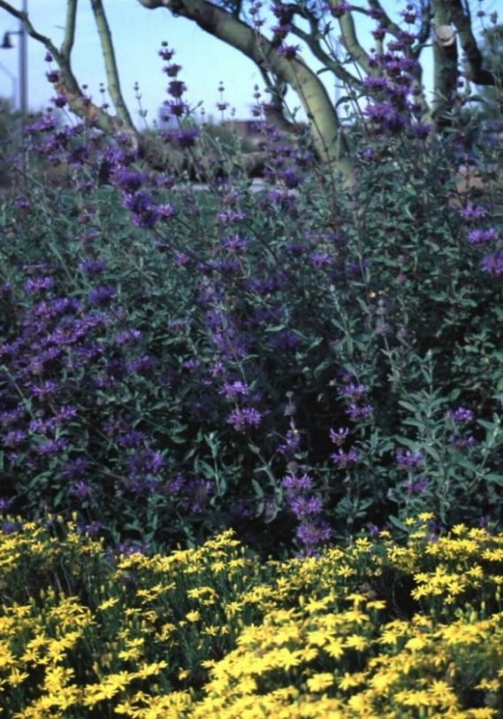 Salvia clevelandii