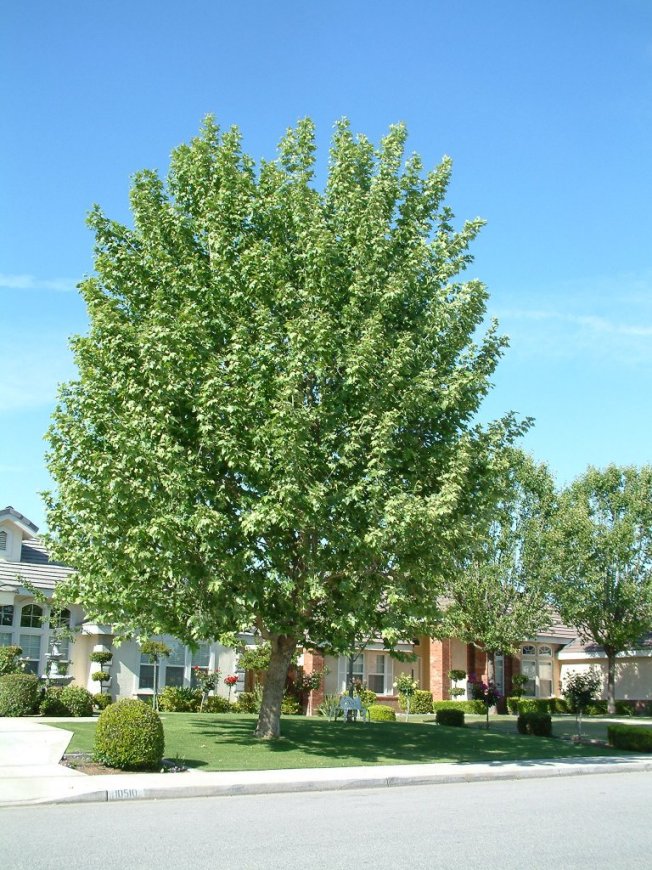 Plant photo of: Platanus racemosa