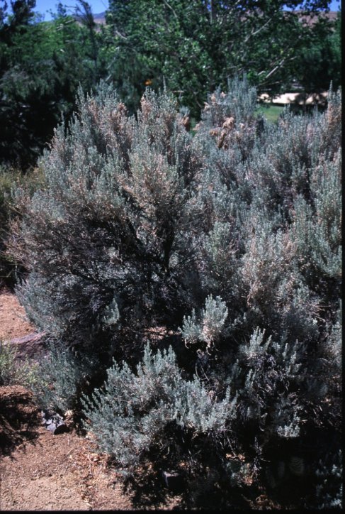 Big Basin Sagebrush