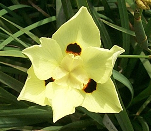 Plant photo of: Dietes bicolor