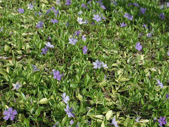 Vinca minor