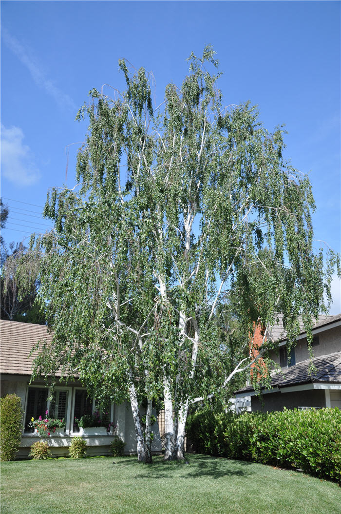 Plant photo of: Betula pendula