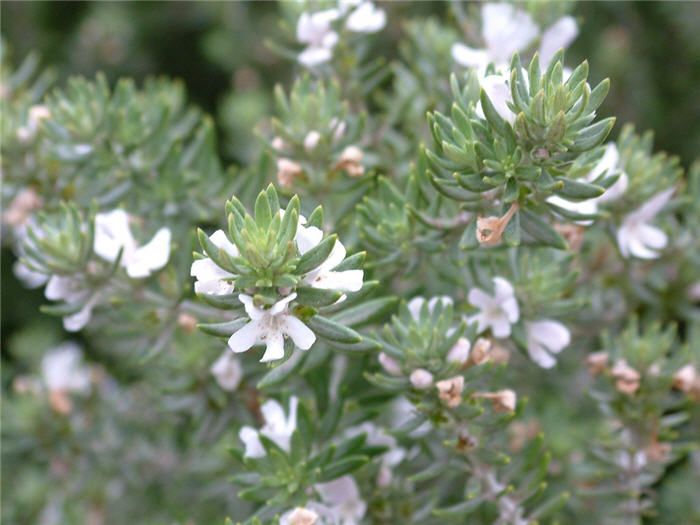 Coast Rosemary