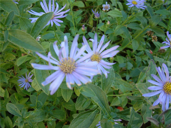 Blue Aster