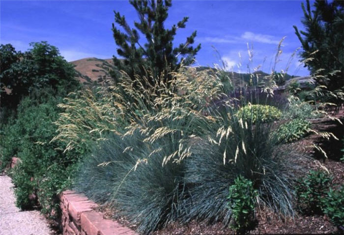 Helictotrichon sempervirens