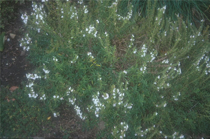 Winter Savory