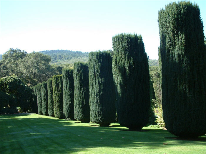 Taxus baccata 'Fastigiata'