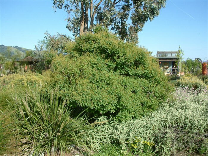 Garrya elliptica