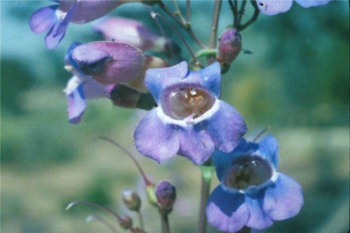 Penstemon spectabilis