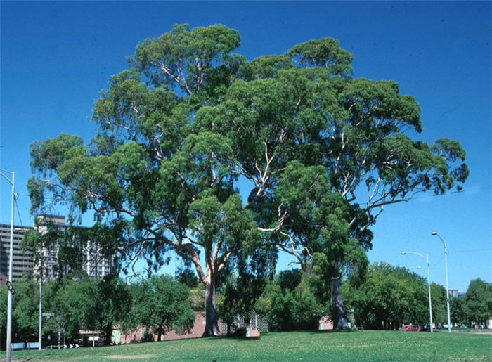 Corymbia citriodora